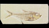Bargain Diplomystus Fossil Fish - Wyoming #42489-1
